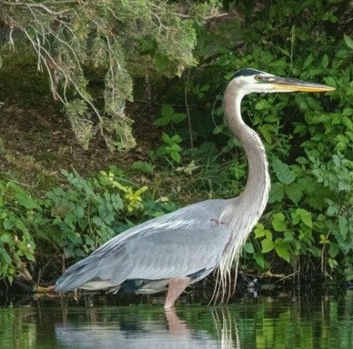 Turtle Creek Association_2.jpg