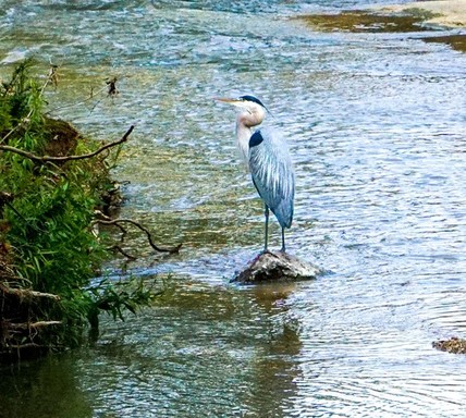 blue heron-1 (2) by Dr. Thomas McConnell_2.JPG