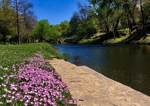 Pink Buttercups along turtle creek by JD Trueblood