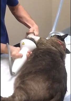 cat shockwave 3 (2017_06_22 01_10_39 UTC).jpg